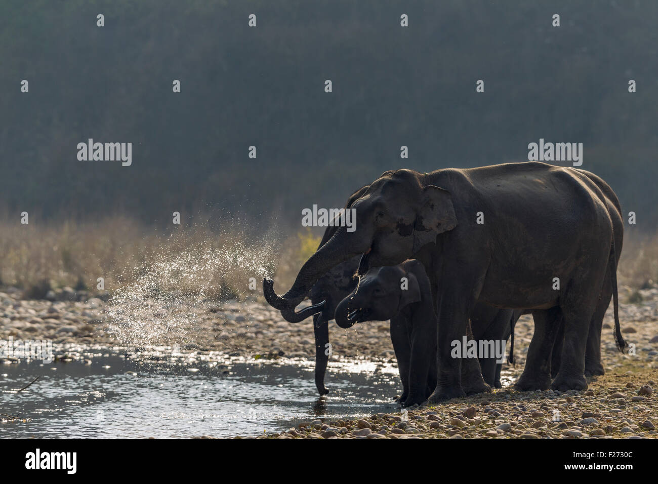 Les éléphants sauvages d'Asie à la masse d'eau dans Parc national de Corbett, Inde. Banque D'Images