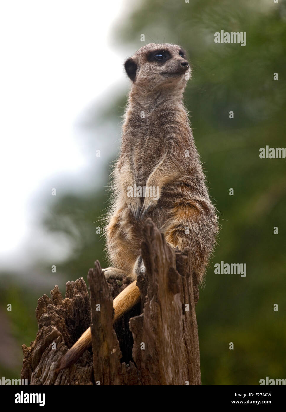 Suricatta Suricata Banque d'image et photos Alamy