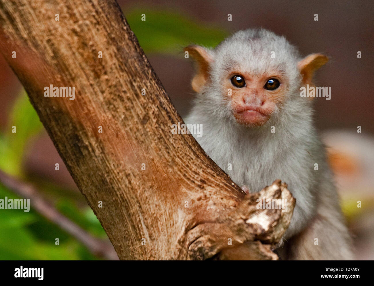 Bebe Ouistiti Argente Mico Argentatus Photo Stock Alamy