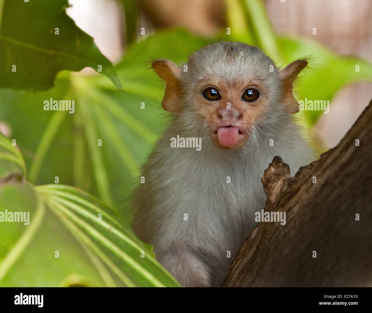 Bebe Ouistiti Argente Mico Argentatus Photo Stock Alamy