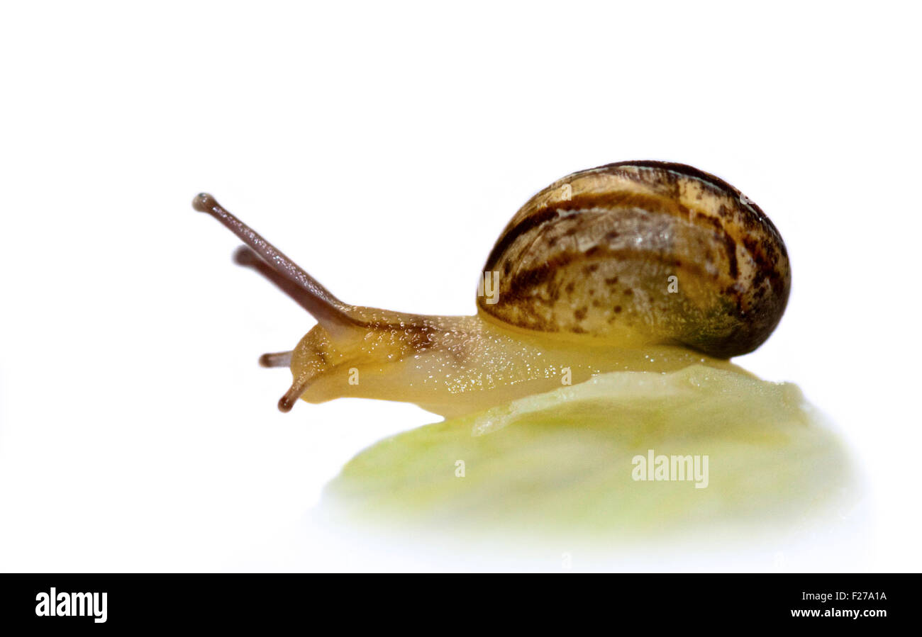 Bebe Escargot Banque De Photographies Et D Images A Haute Resolution Alamy