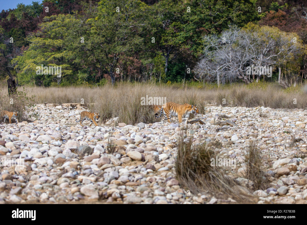 Tigresse du Bengale famille avec ses petits sur un lit de rivière à Jim Corbett National Park, Inde [in] Banque D'Images