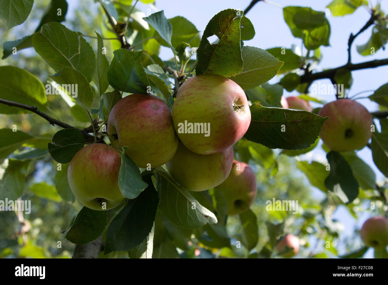 Cliché pris de la pomme sur le pommier Banque D'Images