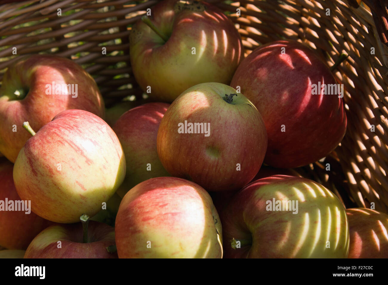 Cliché pris de pommes dans le panier à la main Banque D'Images