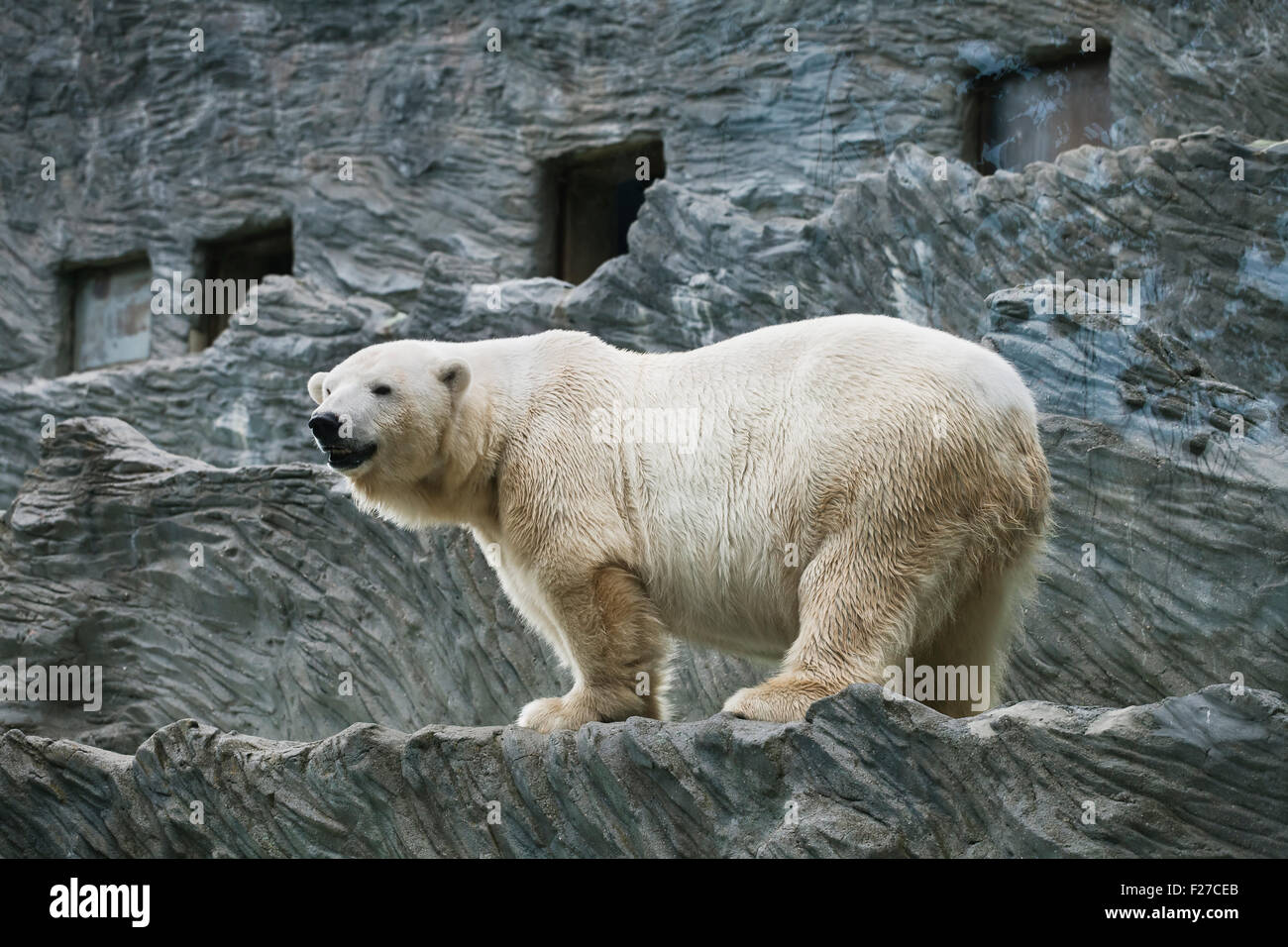 Gros ours polaire Banque de photographies et d images a haute resolution Alamy