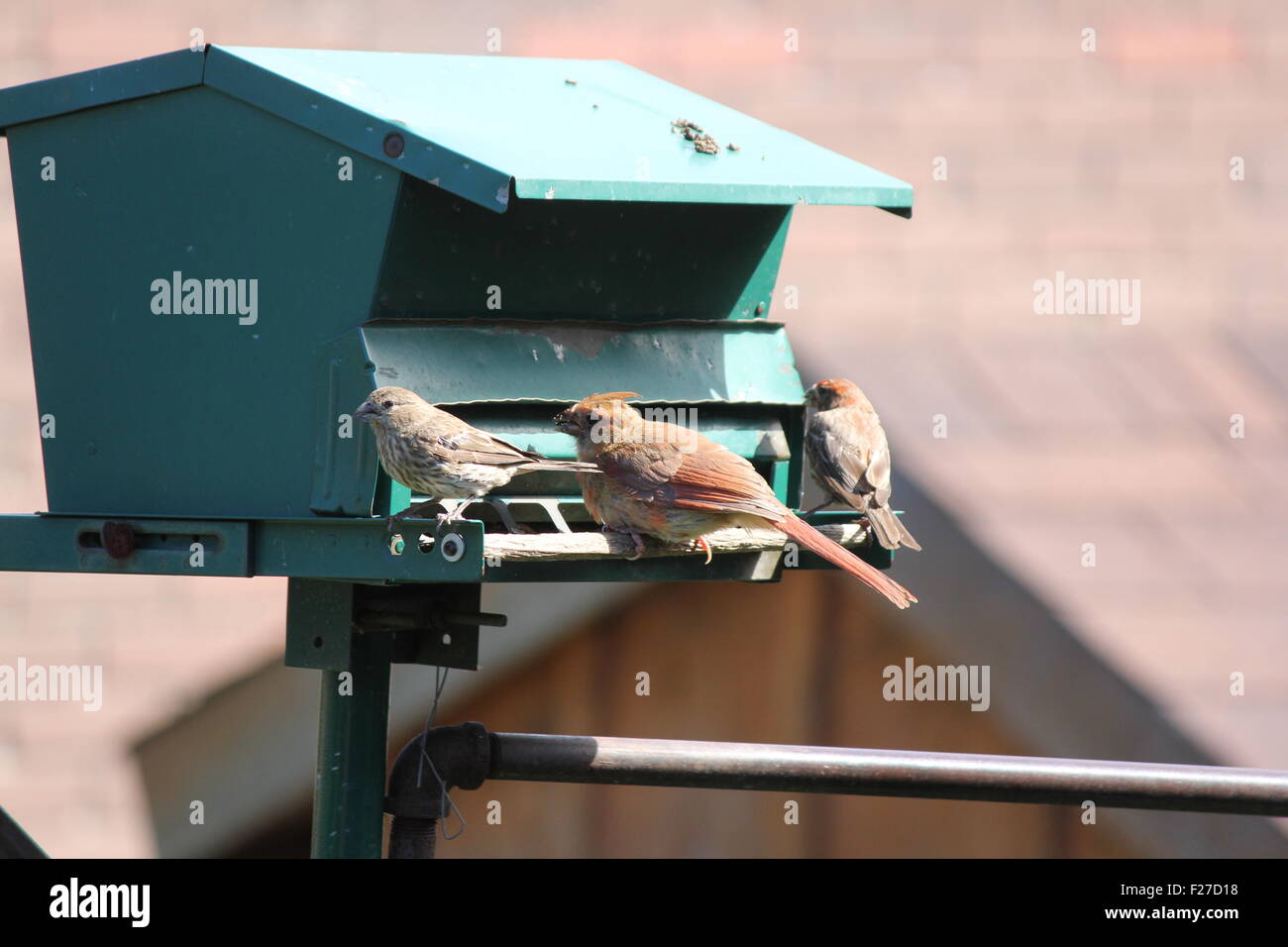 Cardinal rouge (Cardinalis cardinalis) femelle et une paire ofHouse Roselin pourpré (Carpodacus mexicanus) sur un backyard bird-chargeur. Banque D'Images