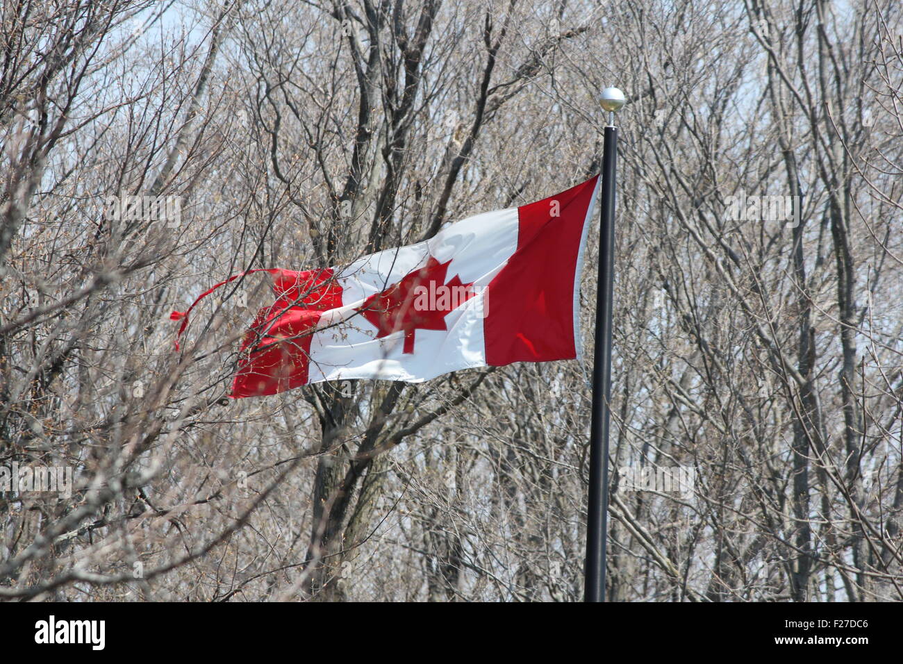 Drapeau canadien en agitant doucement en face d'une zone forestière. Banque D'Images