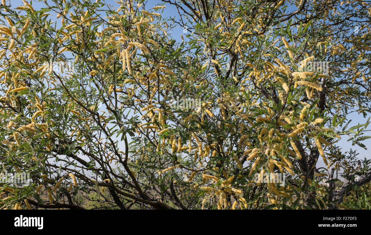 Velvet Mesquite (Prosopis velutina) fleurs, Arizona Banque D'Images