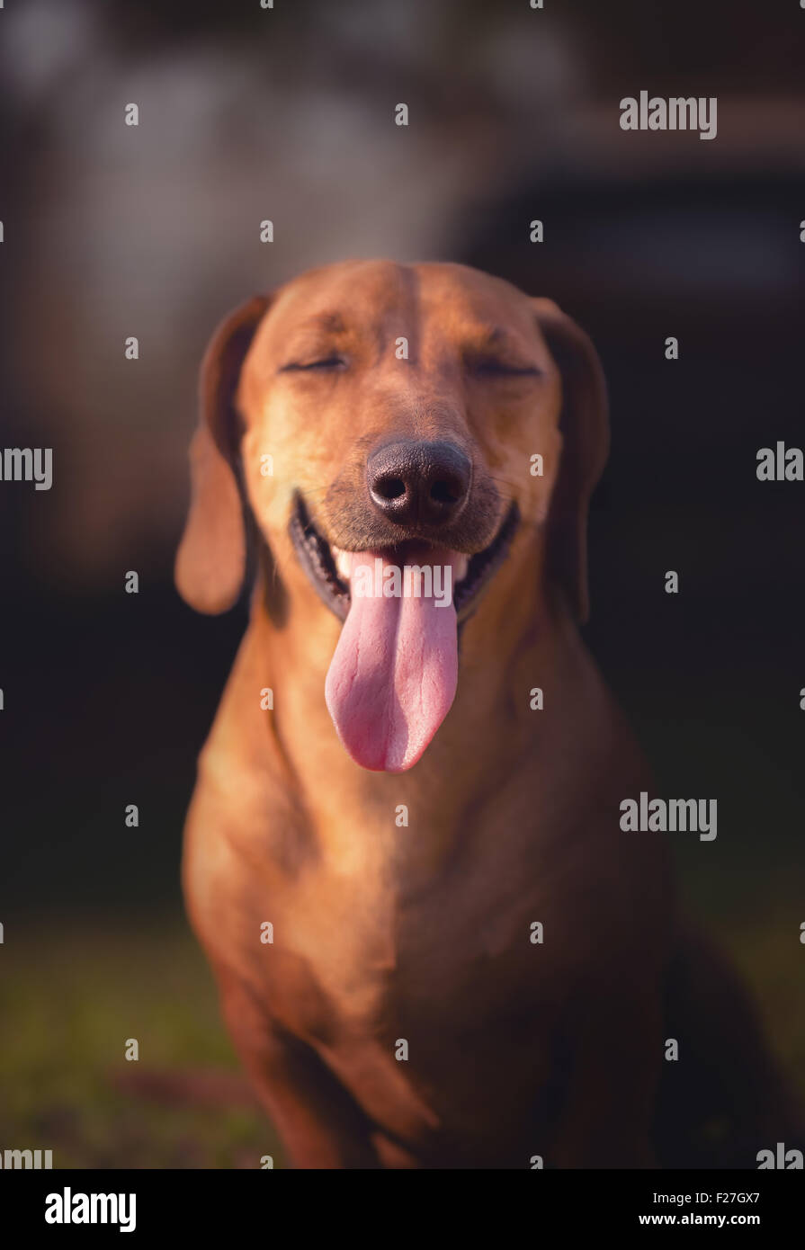 Sourire de chien avec les yeux fermés sous le coucher du soleil. Profondeur de champ à l'accent sur le nez. Banque D'Images