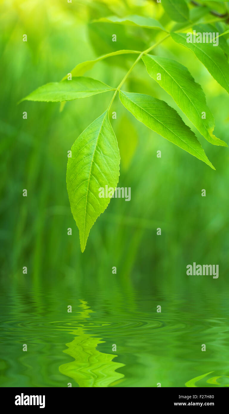 La feuille de printemps. Composition de la nature. Banque D'Images