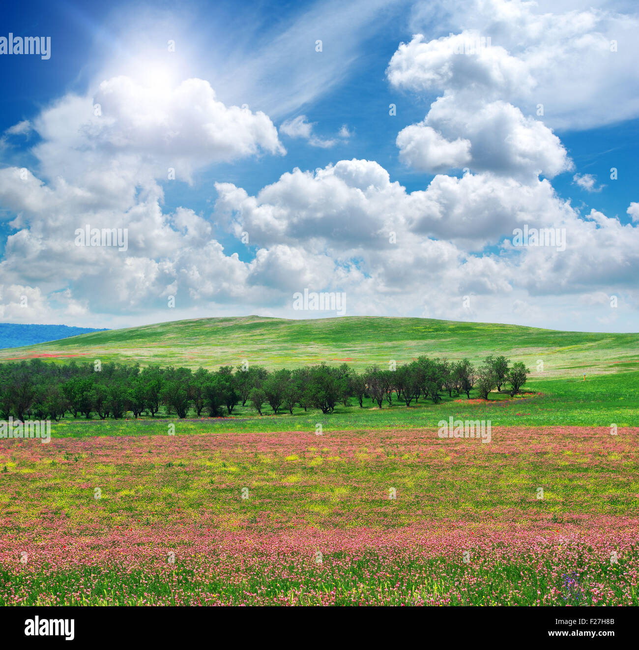 Pré des fleurs de printemps. Composition de la nature. Banque D'Images
