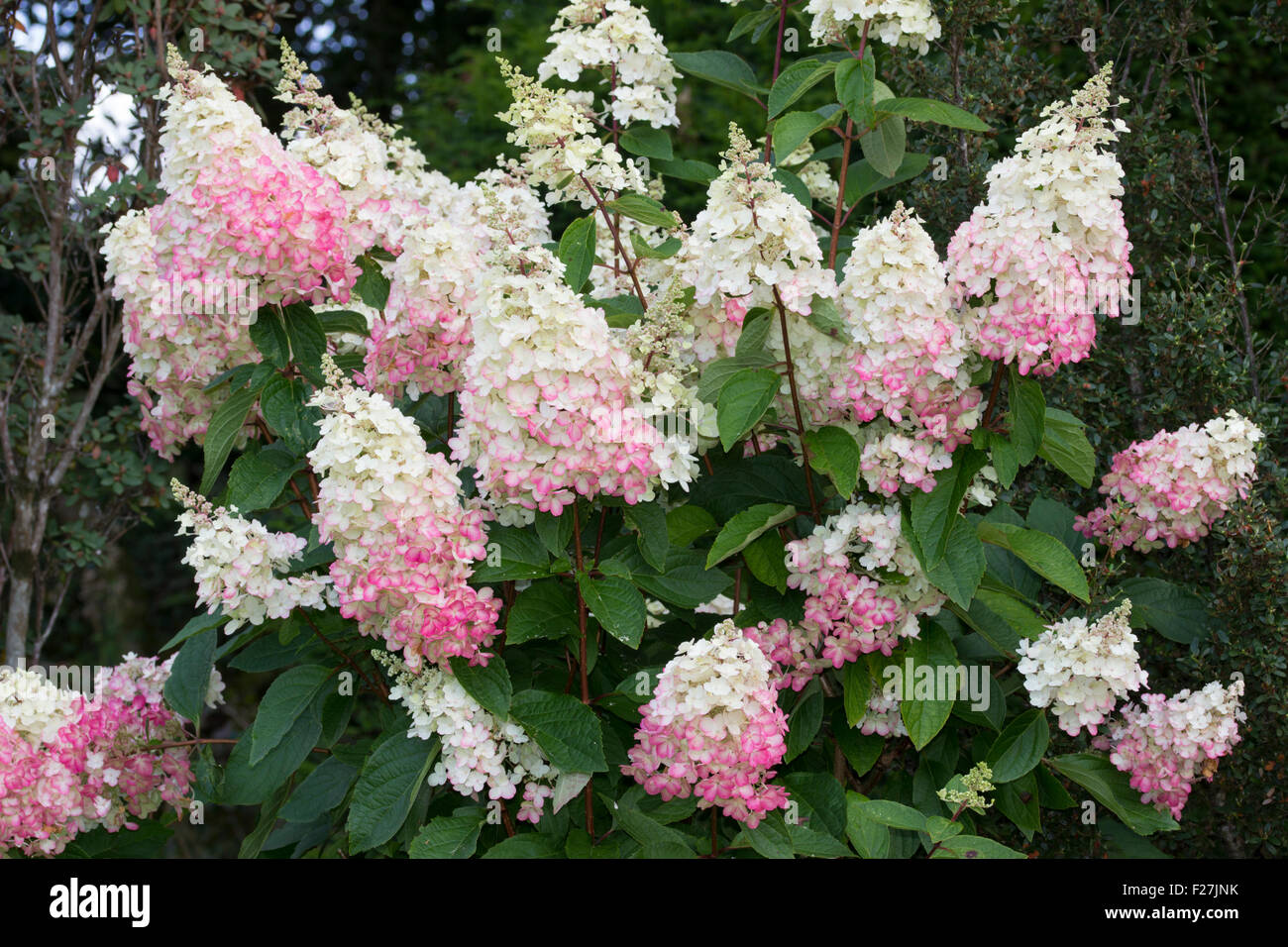 Les grandes panicules de la forêt décidue, Hydrangea paniculata 'Pinky Winky' mature pour un riche rose que l'automne progresse Banque D'Images