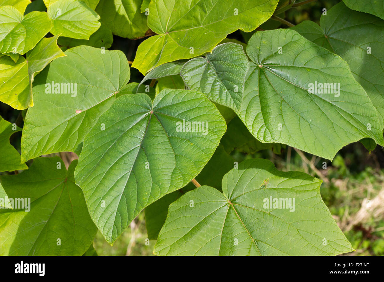 Grandes feuilles de l'arbre dragon de saphir, Paulownia kawakami Banque D'Images