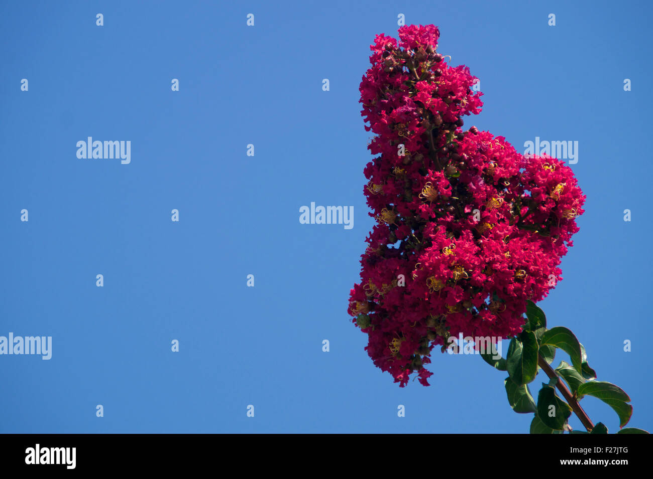 Un petit groupe de fleurs sur un arbre Banque D'Images