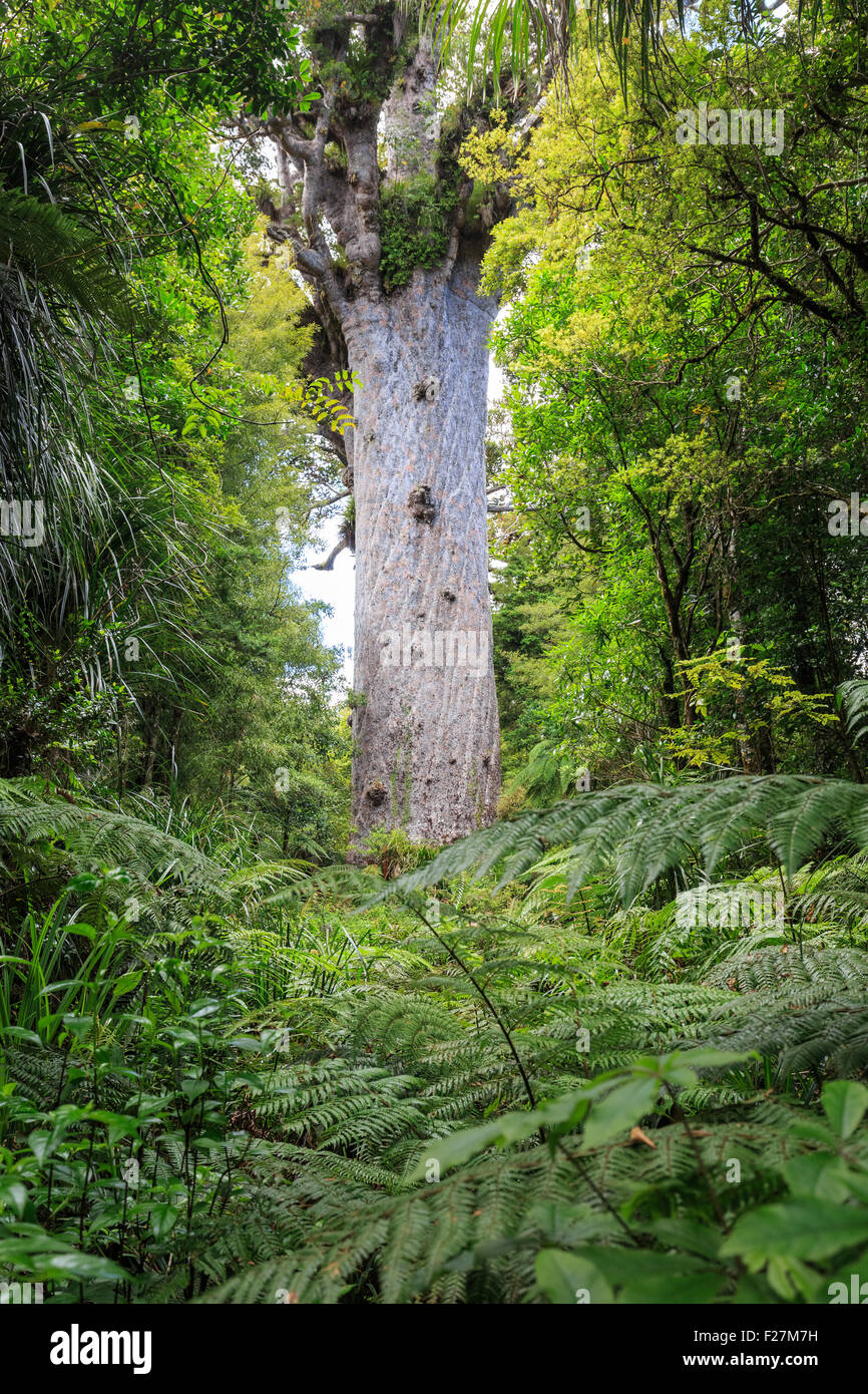 Tane Mahuta, le seigneur de la forêt : un des plus grands arbres kauri de Waipoua Kauri forest en Nouvelle Zélande Banque D'Images