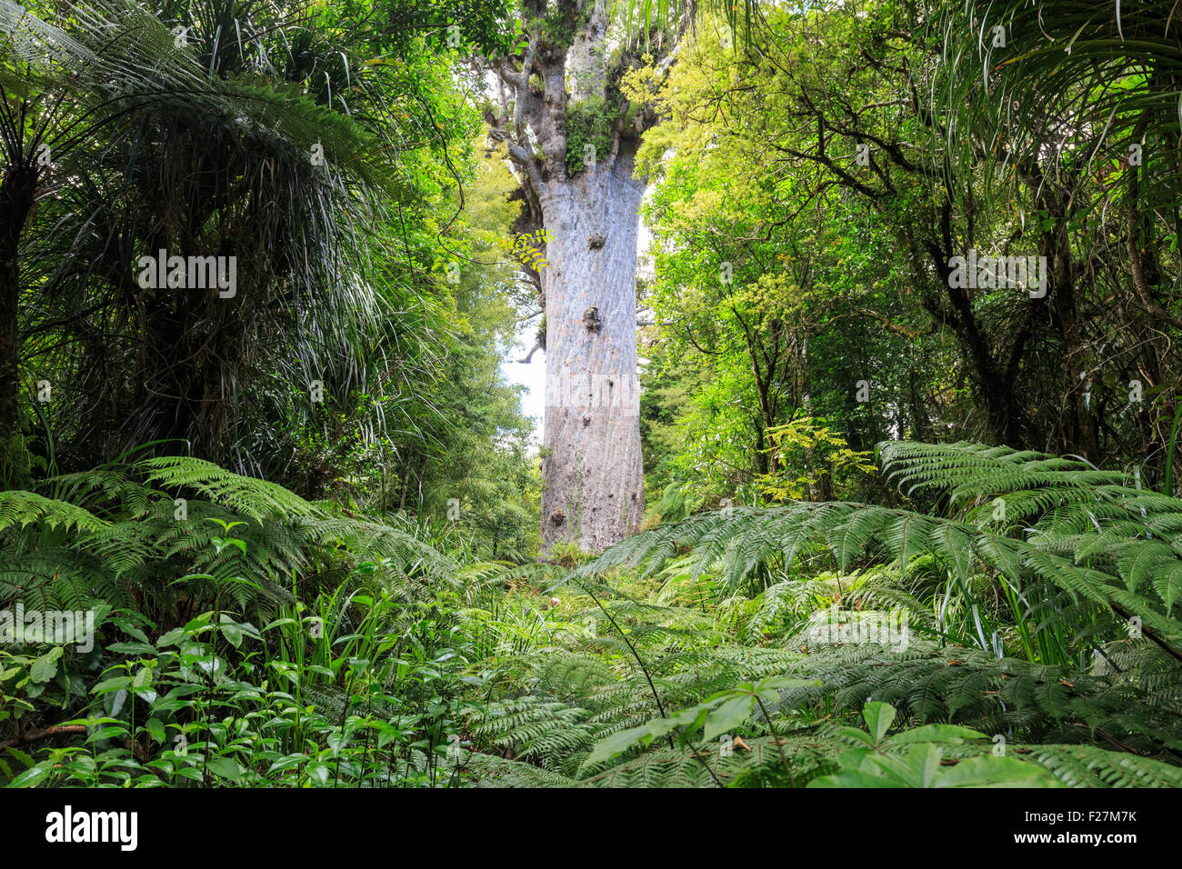 Tane Mahuta, le seigneur de la forêt : un des plus grands arbres kauri de Waipoua Kauri forest en Nouvelle Zélande Banque D'Images