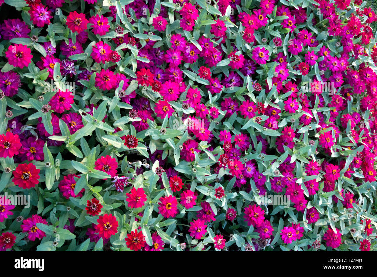 Beaucoup de fleurs rouge zinnia in garden Banque D'Images