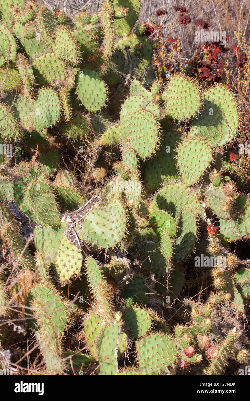 Le figuier de Barbarie Opuntia côtières littoralis Cabrillo National Monument, San Diego, California, United States Septembre Cacta Banque D'Images