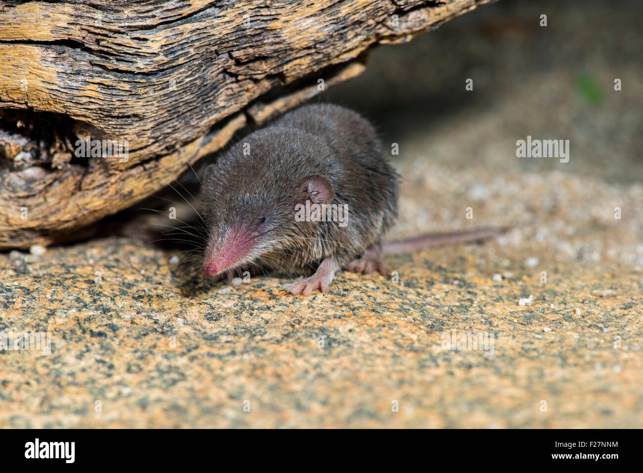 Soricomorpha Banque D Image Et Photos Alamy