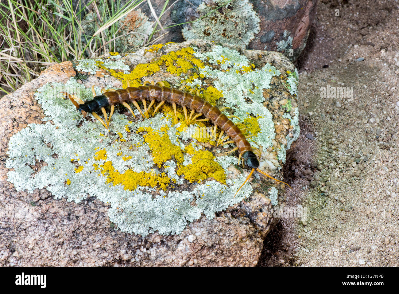 Désert géant Centipède Scolopendra heros Ruby Road, Santa Cruz County, Arizona, United States 11 septembre 2015 Hot Banque D'Images