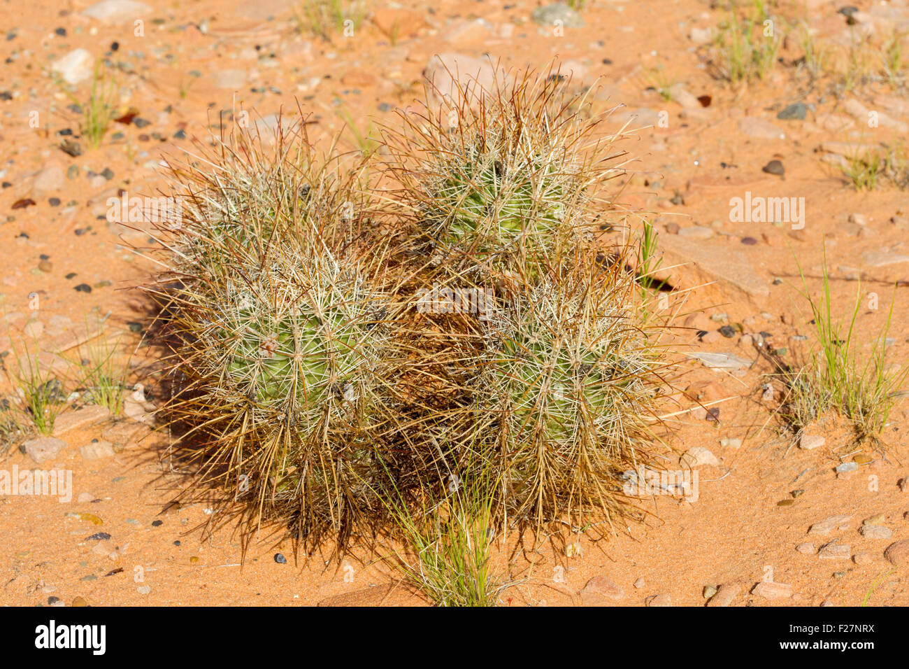 Smallflower Fishhook Cactus Sclerocactus parviflorus Page, Arizona, United States 21 juin 2015 Cactaceae Banque D'Images Smallflower Fishhook Cactus Sclerocactus parviflorus Page, Arizona, United States 21 juin 2015 Cactaceae Banque D'Images
