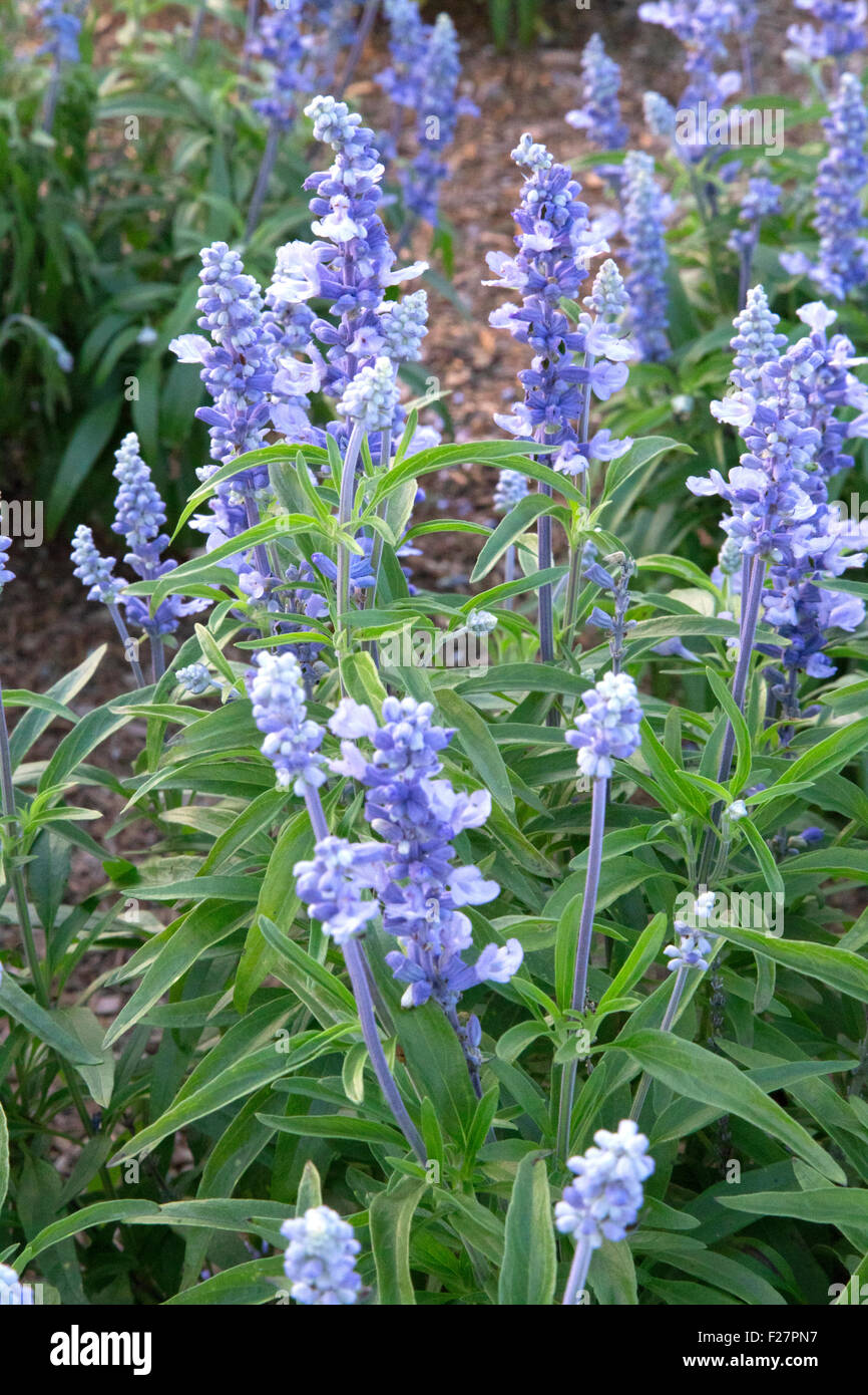 Salvia arbustes à fleurs bleues - Cathédrale - Sky Blue Banque D'Images