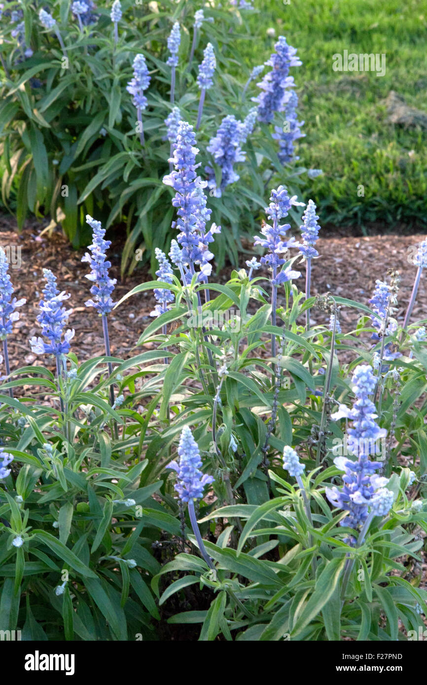 Salvia arbustes à fleurs bleues - Cathédrale - Sky Blue Banque D'Images