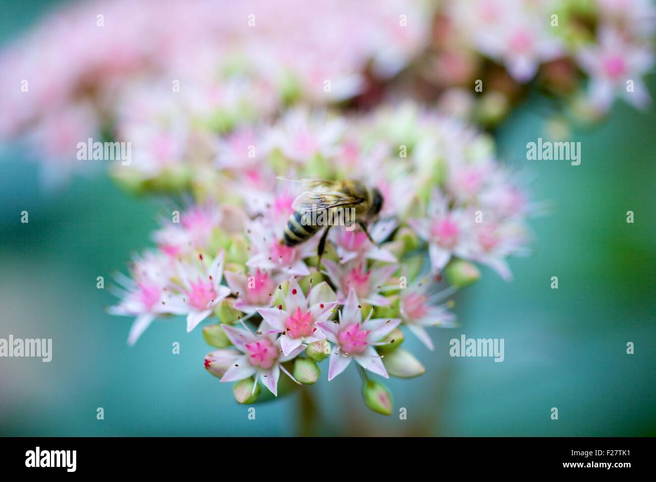 Diverses Fleurs photographie macro Close Up Banque D'Images