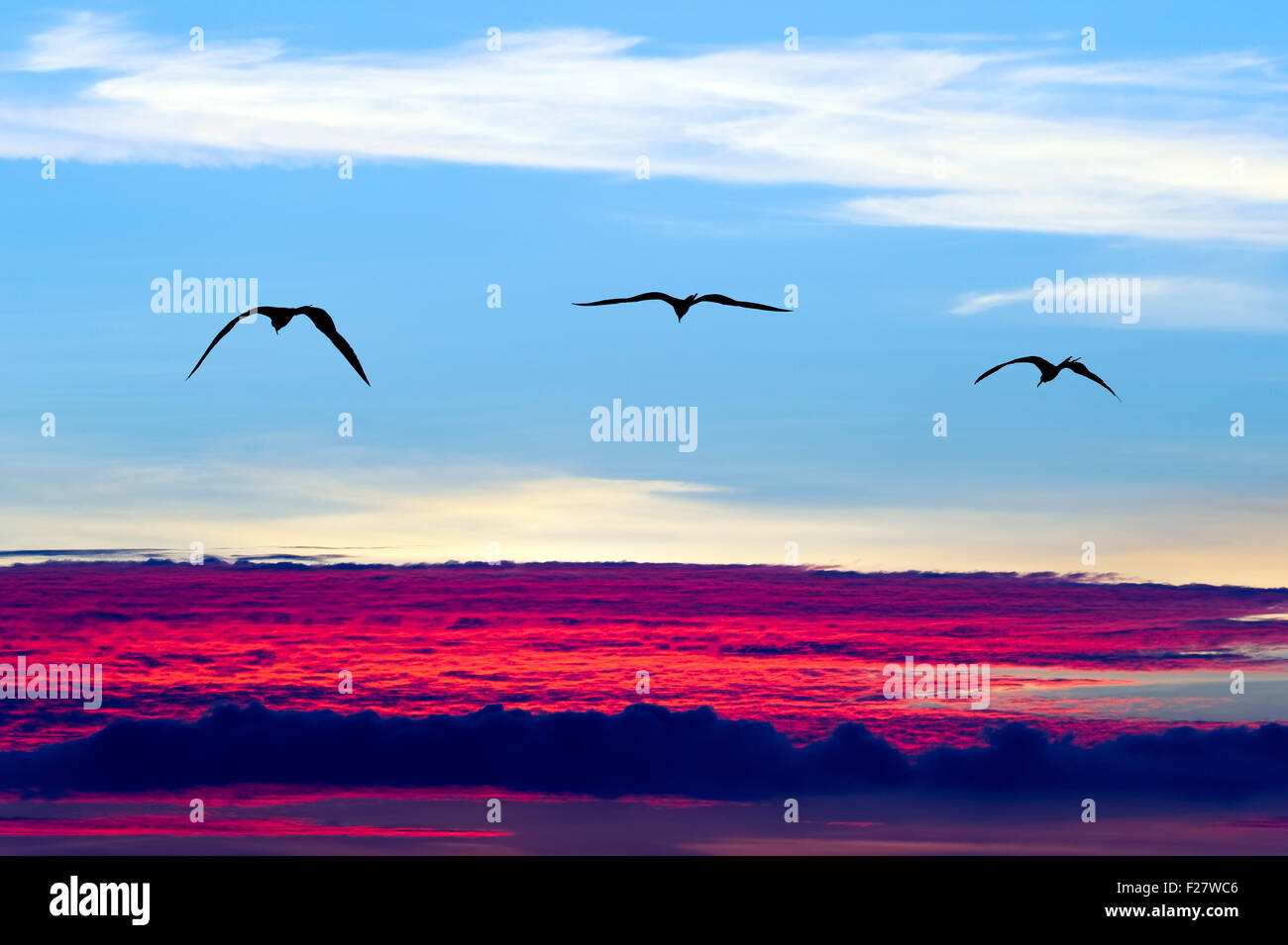 Silhouette oiseaux battant est trois oiseaux de haut vol au-dessus des nuages de la capture d'un sentiment d'ouverture et de liberté. Banque D'Images