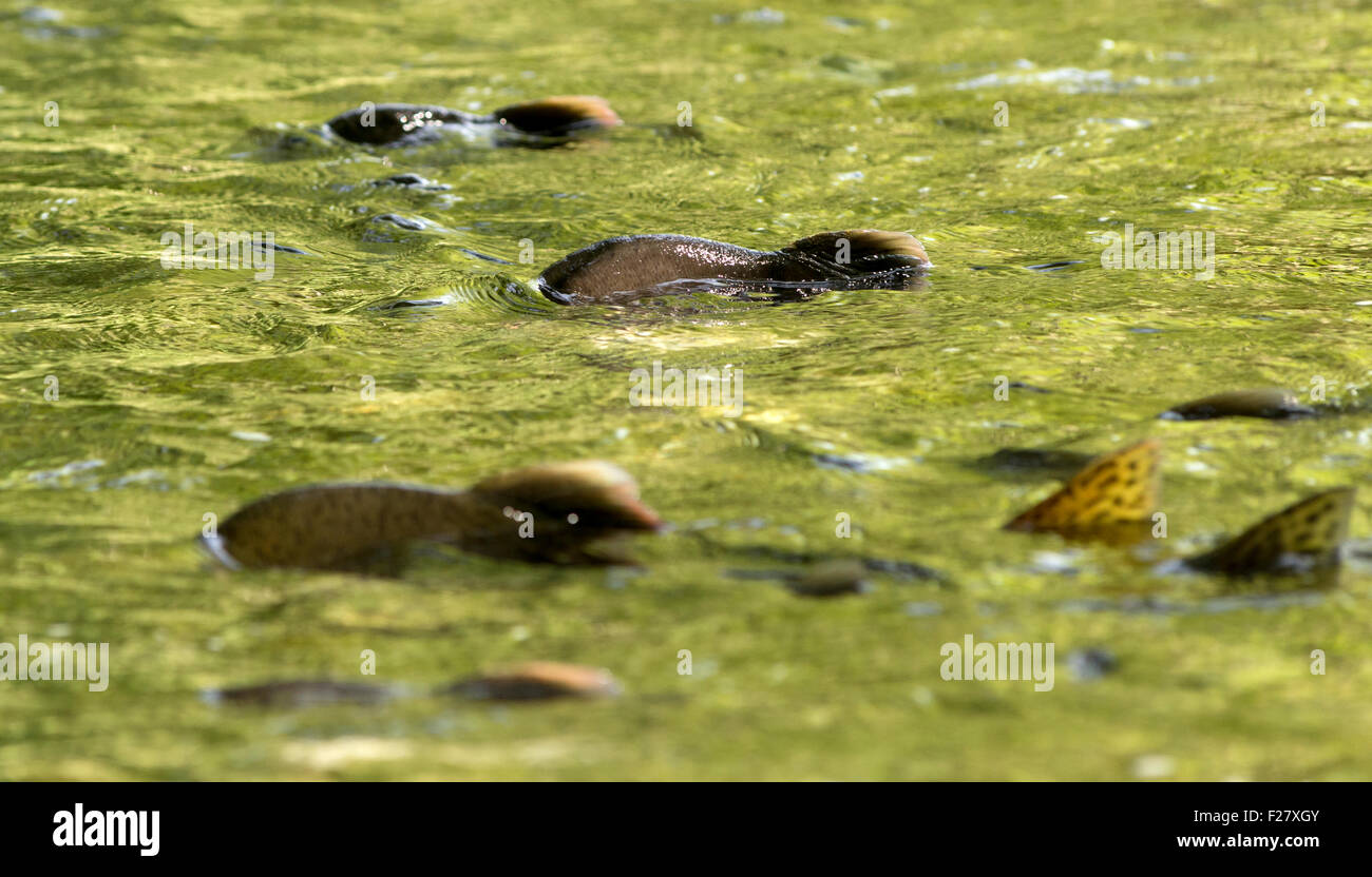 Saumon à bosse, également connu sous le nom de saumon rose, le frai dans la rivière Indian, Sitka, Alaska. Banque D'Images