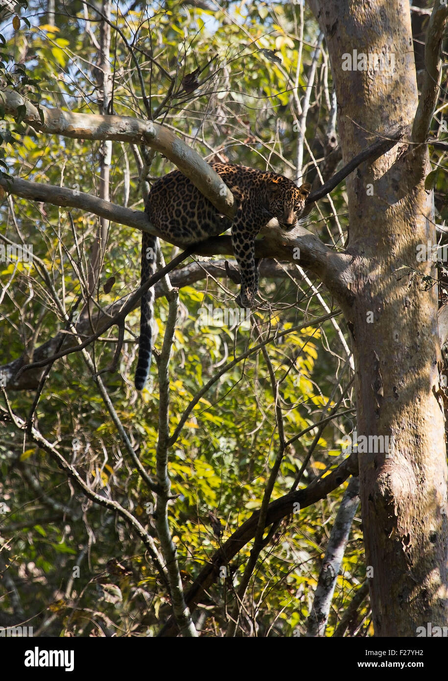 Le léopard (Panthera pardus fusca) est une sous-espèce de léopard largement distribué sur le sous-continent indien. Banque D'Images