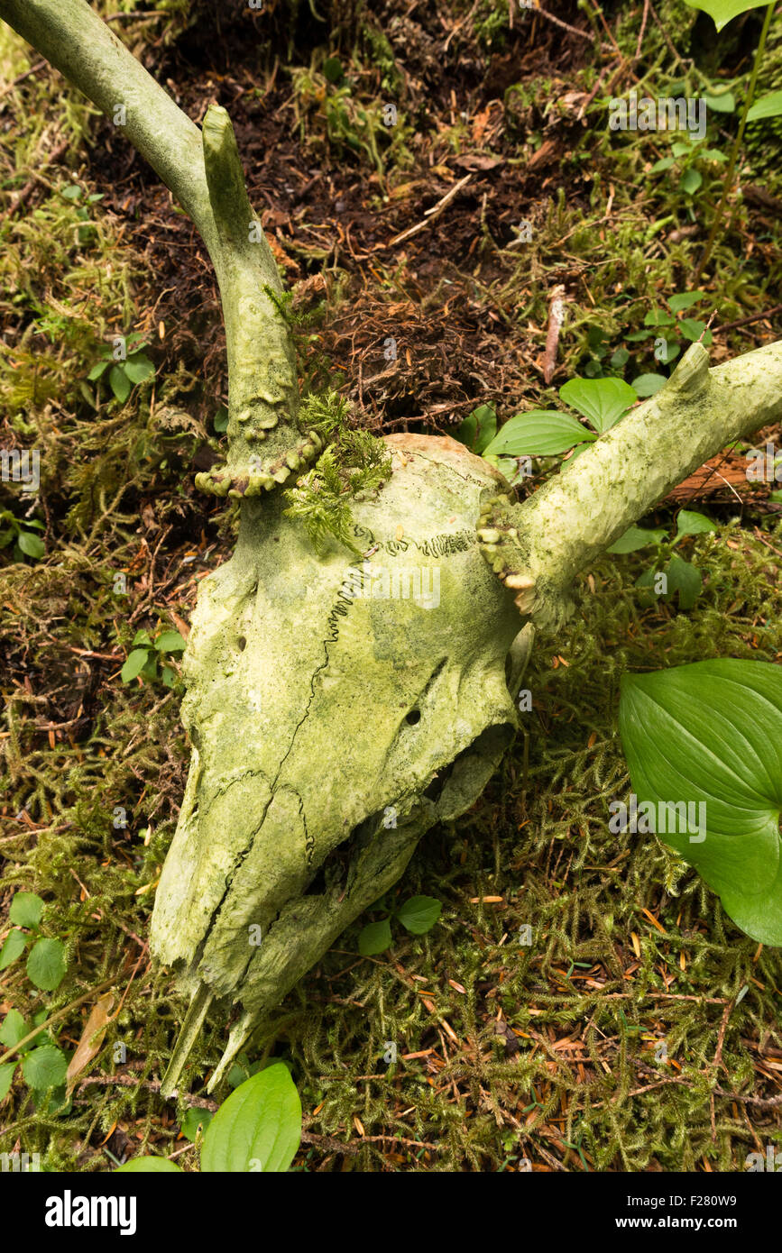 Crâne de cerf sur l'île Baranof, Alaska. Banque D'Images