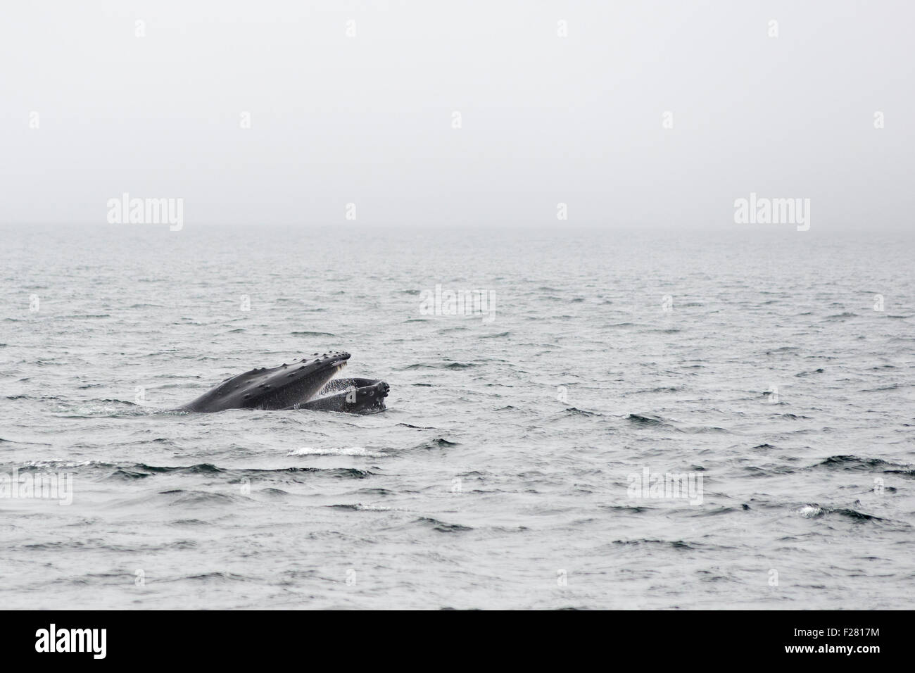 Fente latérale de baleines à bosse se nourrir dans le sud de l'Alaska. Banque D'Images