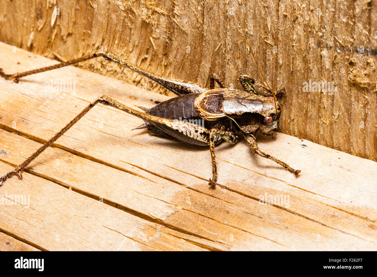 Insecte. Bush cricket foncé vu du dessus marcher le long des planches. 'Pholidoptera griseoaptera'. Marco close-up Banque D'Images