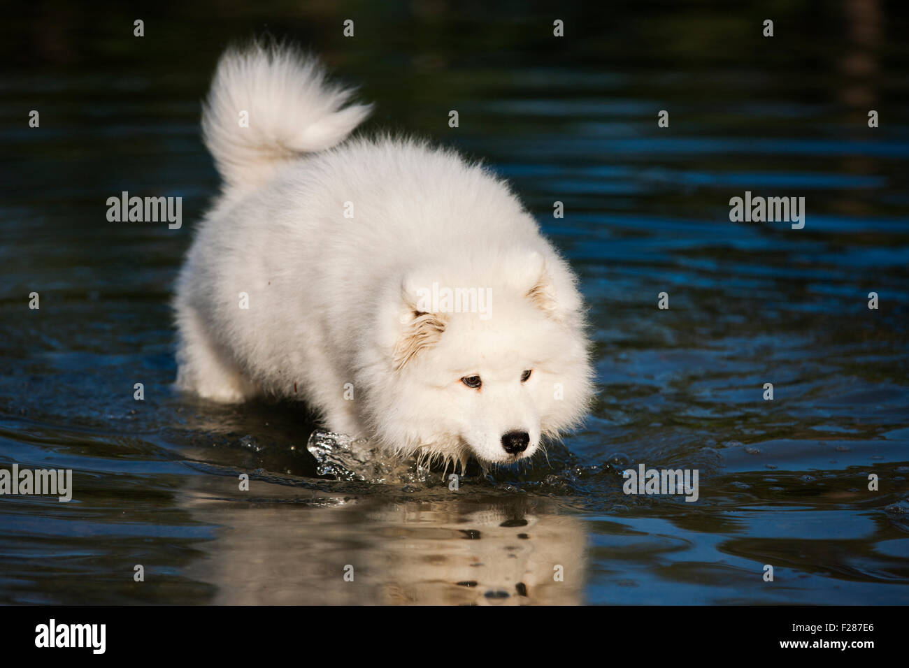 Samoyède chien, chiot, dans l'eau Banque D'Images