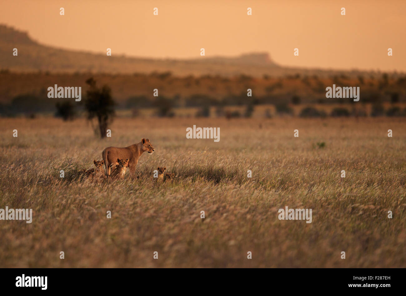Lioness (Panthera leo) avec ses petits dans la lumière du soir dans la prairie, Amboseli, Kenya Banque D'Images
