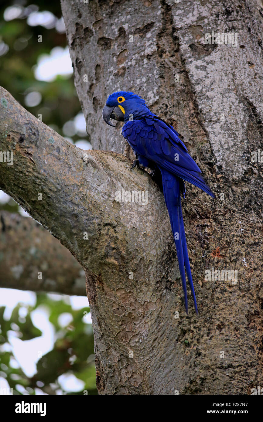 Anodorhynchus hyacinthinus Hyacinth macaw (adultes), dans un arbre, Pantanal, Mato Grosso, Brésil Banque D'Images