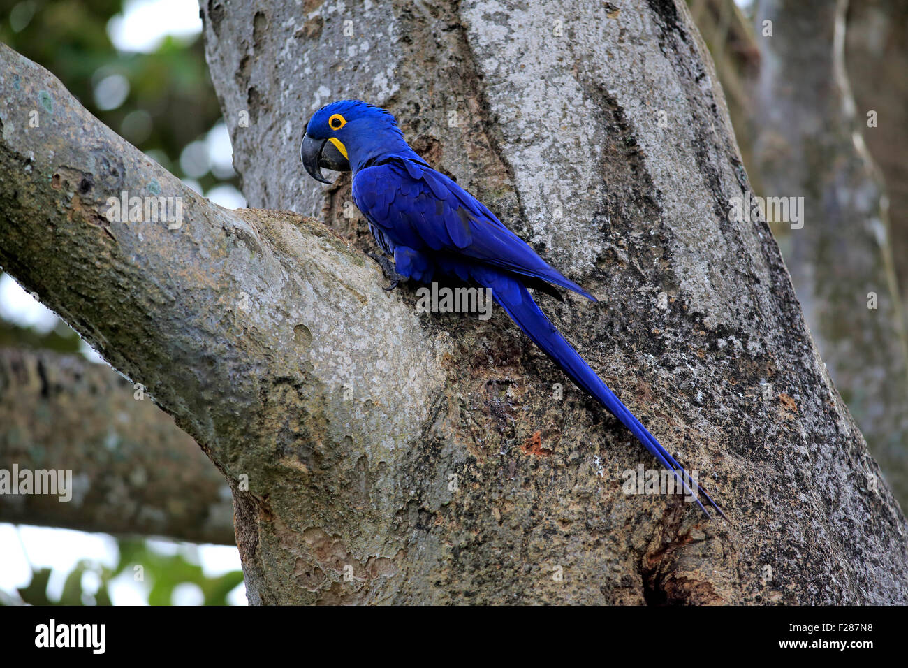 Anodorhynchus hyacinthinus Hyacinth macaw (adultes), dans un arbre, Pantanal, Mato Grosso, Brésil Banque D'Images