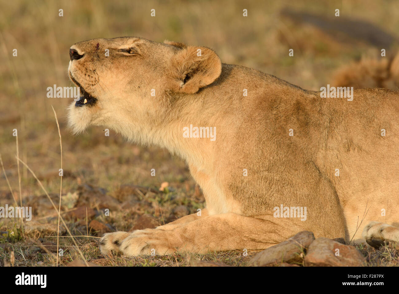 Lioness (Panthera leo), flehming, Maasai Mara National Reserve, Kenya, comté de Narok Banque D'Images