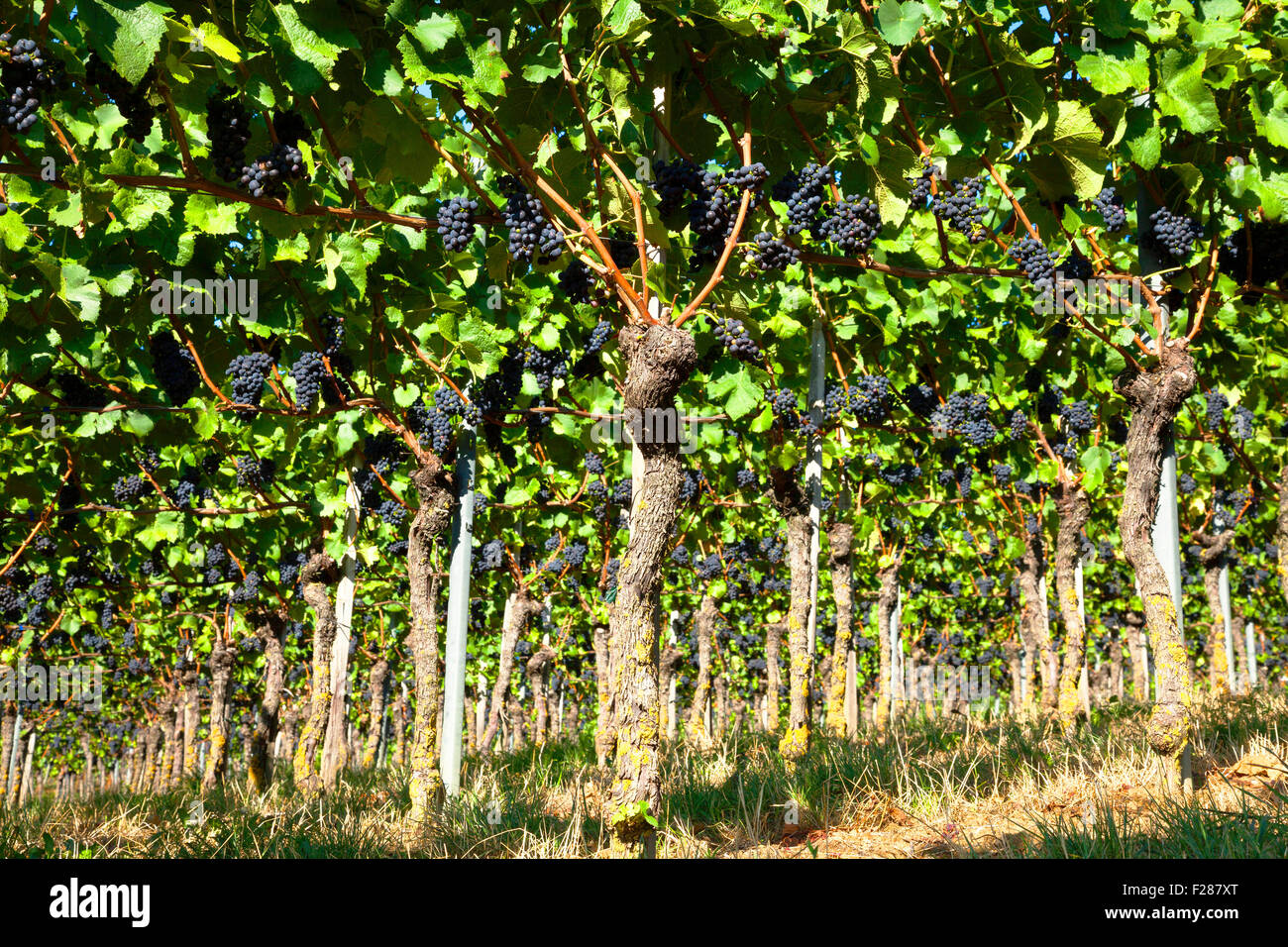 Vignes avec raisins bleus, Kaiserstuhl, Bade-Wurtemberg, Allemagne Banque D'Images