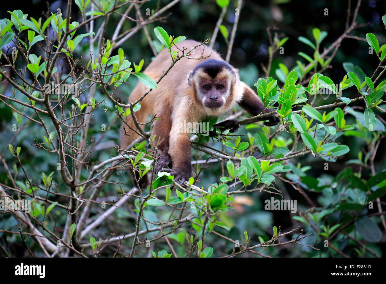 Capucin touffetée (apella cebus), singe adulte dans un arbre, Pantanal, Mato Grosso, Brésil Banque D'Images