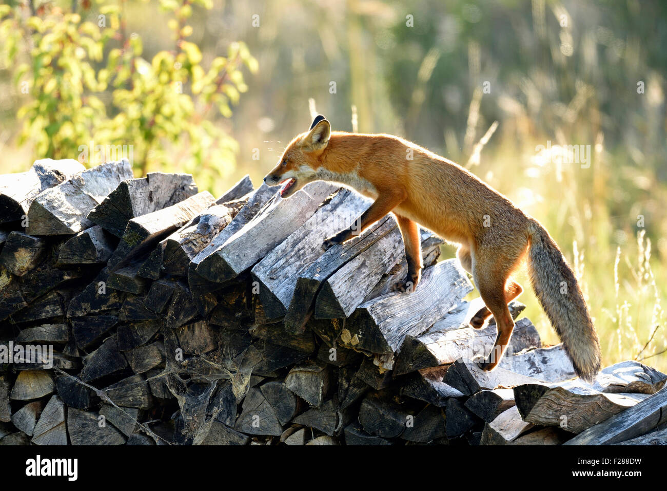 Le renard roux (Vulpes vulpes) marcher le long d'une pile de bois, Canton de Zurich, Suisse Banque D'Images