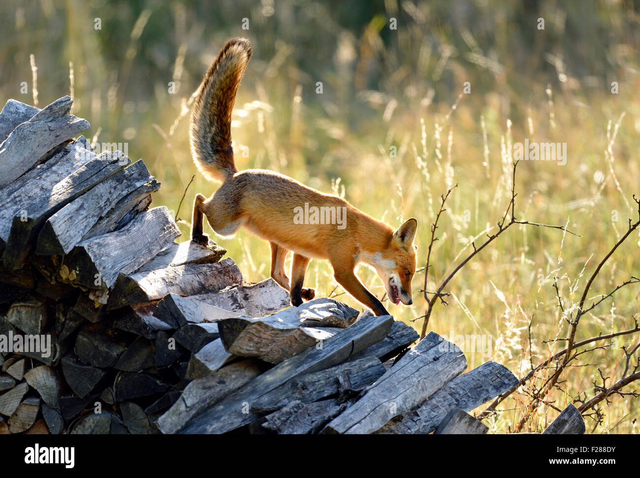 Le renard roux (Vulpes vulpes) marcher le long d'une pile de bois, Canton de Zurich, Suisse Banque D'Images