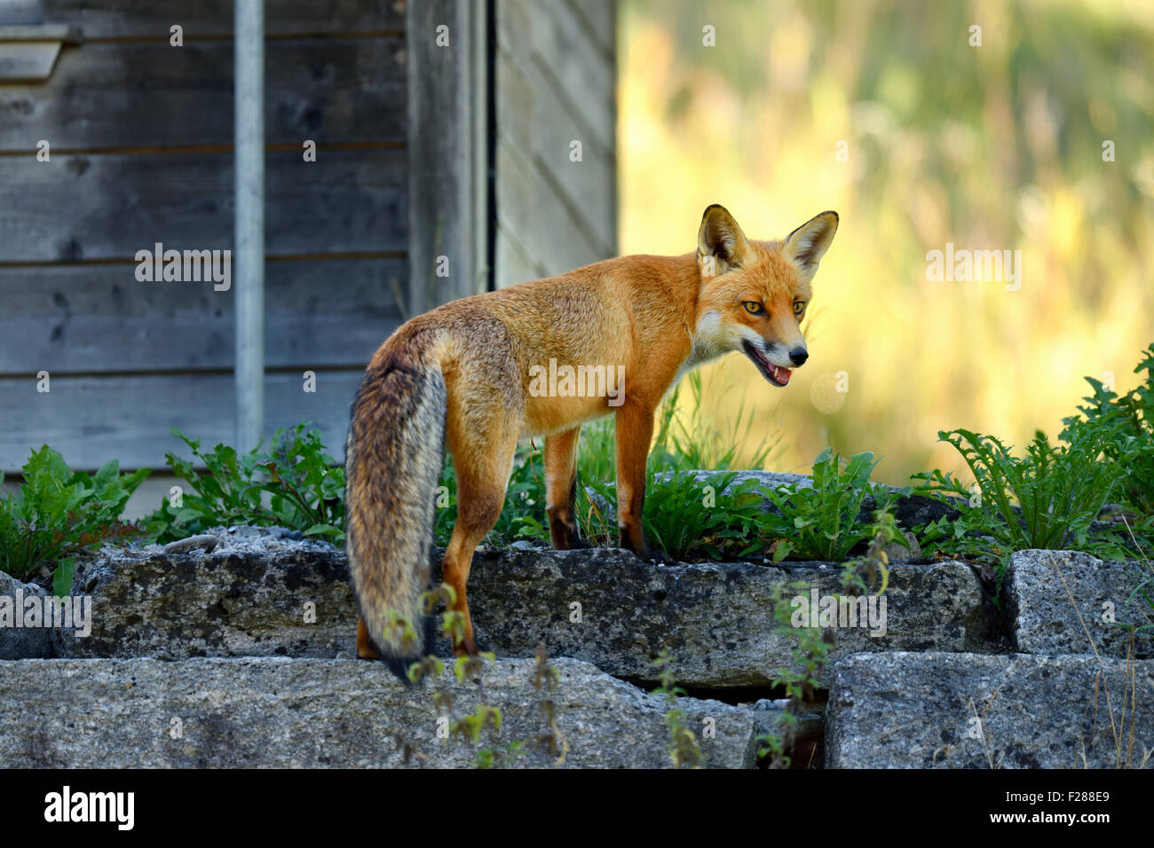Le renard roux (Vulpes vulpes) debout devant un poulailler, Canton de Zurich, Suisse Banque D'Images