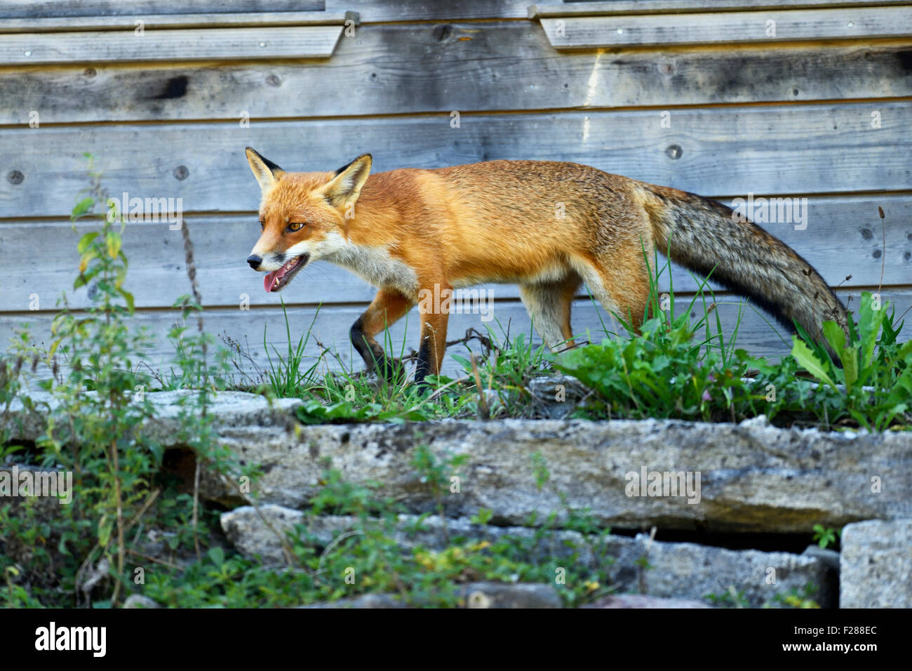 Le renard roux (Vulpes vulpes) Balade en face d'un poulailler, Canton de Zurich, Suisse Banque D'Images