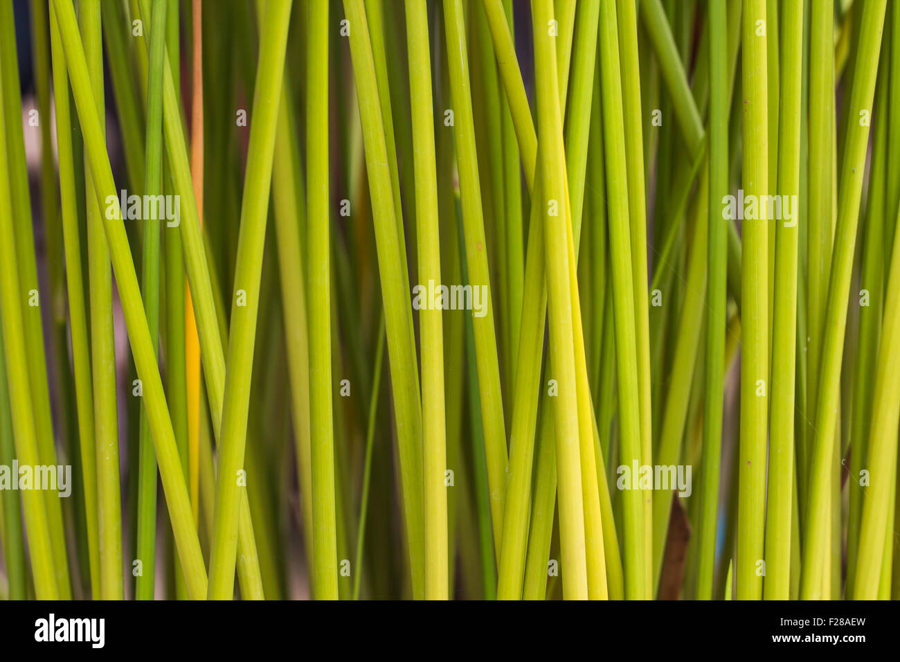 Vert feuille de Papyrus background Banque D'Images