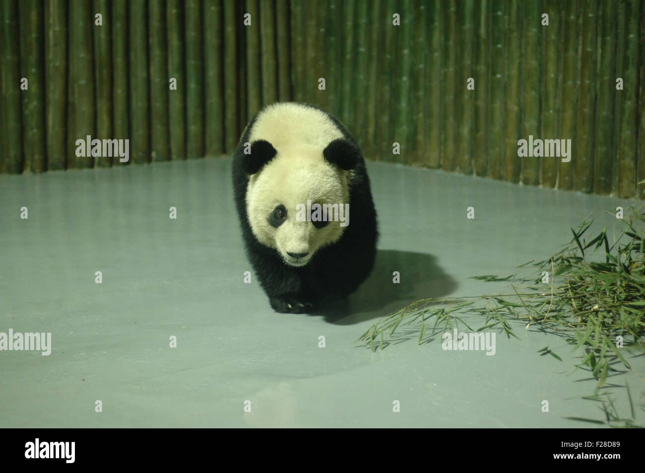 Un panda géant pour l'Exposition internationale de 2010, est considéré à l'Zoo de Shanghai, le 5 janvier 2010. Dix grands pandas sélectionnés à partir de Bifengxia pan Banque D'Images