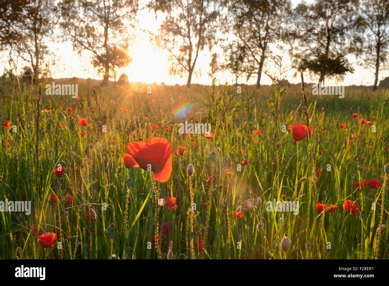 Coquelicots rouges poussant dans un champ pendant le coucher du soleil, Bavière, Allemagne Banque D'Images