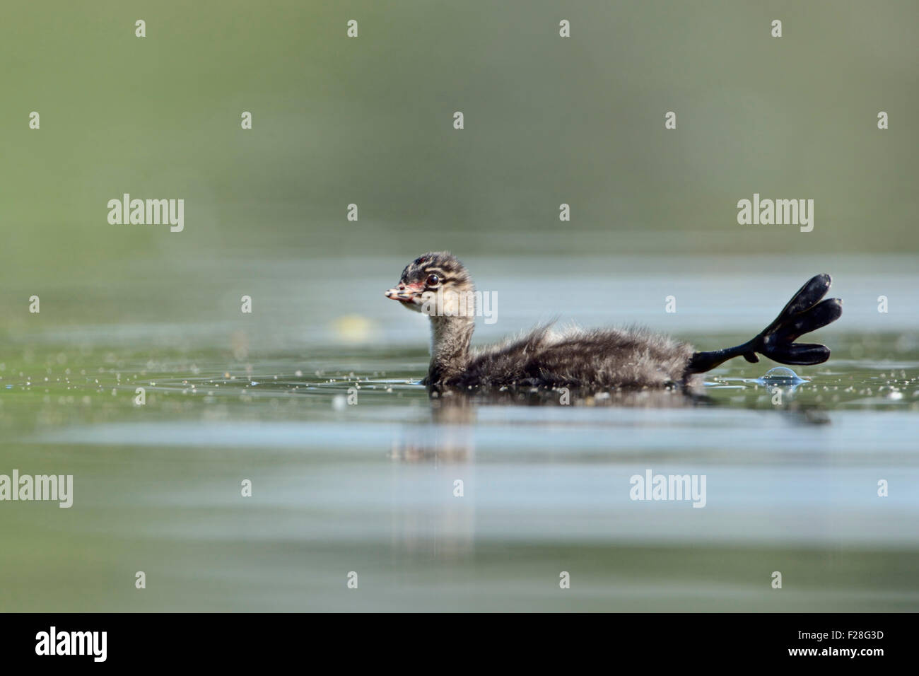 Jeune Black-necked Grebe Grèbe / / Schwarzhalstaucher ( Podiceps nigricollis ) étend ses pieds, montre ses lobes de chair. Banque D'Images