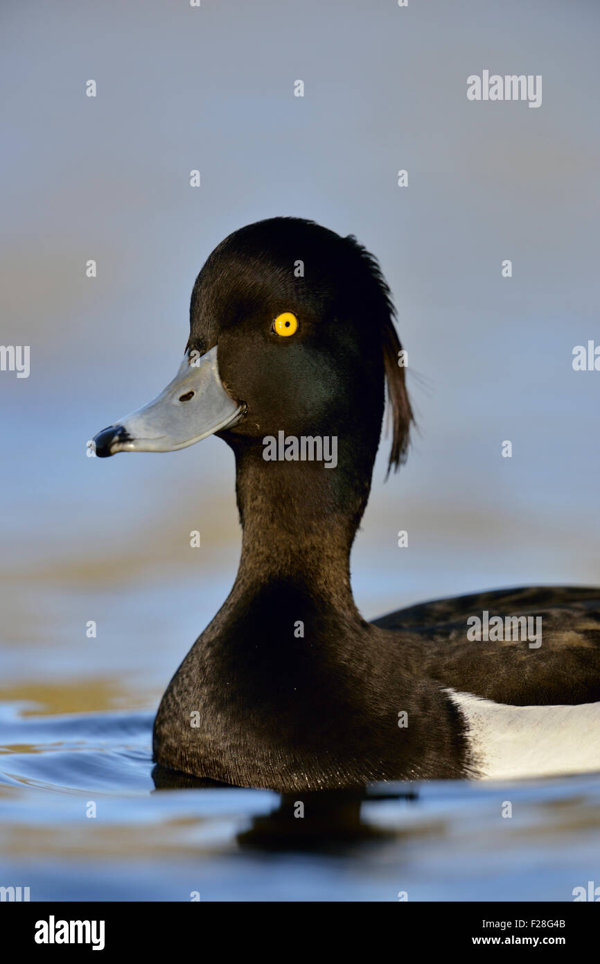 Portrait de tête d'un canard touffeté mâle / Reiherente ( Aythya fuligula ) étirant son cou, faune, Europe. Banque D'Images
